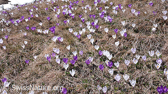 Foto: Zahlreiche farbige Krokusse künden den Frühling an.
Frühlings-Krokus
Lat.: Crocus albiflorus
Familie: Iridaceae