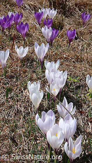 Foto: Frühlingsbild mit weissen und violetten Krokussen.
Frühlings-Krokus
Lat.: Crocus albiflorus
Familie: Iridaceae