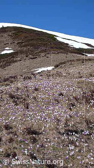 Foto: Bergfrühling mit unzähligen Krokussen.