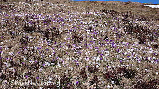 Foto: Blumenwiese mit Krokussen.