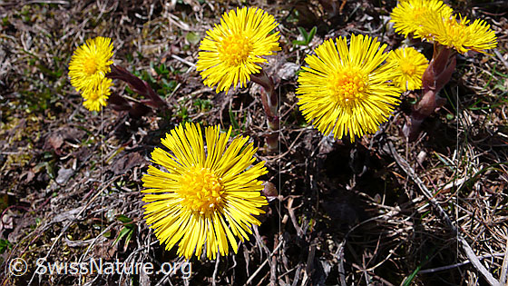 Foto: Huflattich 
Lat.: Tussilago farfara
Familie: Asteraceae (Kobblütler)