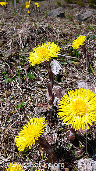 Foto: Huflattich, ganze Pflanze 
Lat.: Tussilago farfara
Familie: Asteraceae (Kobblütler)