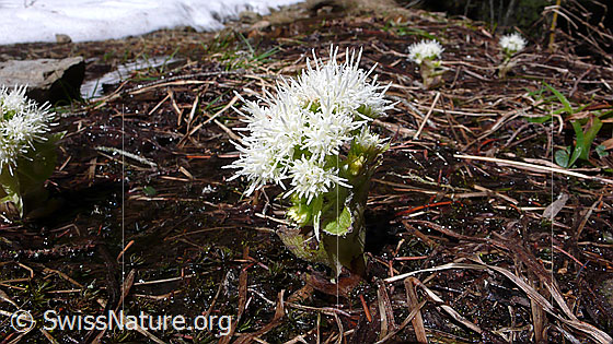 Foto: Weisse Pestwurz
Lat.: Petasites albus 
Familie: Asteraceae