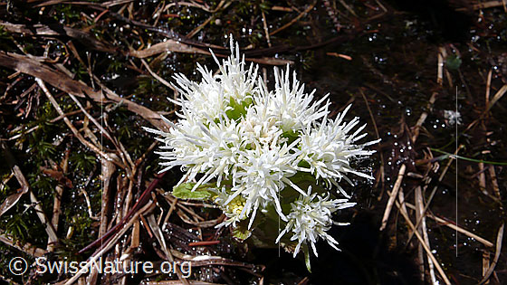 Foto: Weisse Pestwurz, Blüten
Lat.: Petasites albus 
Familie: Asteraceae