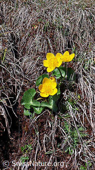 Foto: Sumpf-Dotterblume
Lat.: Caltha palustris
Familie: Ranunculaceae (Hahnenfussgewächse)