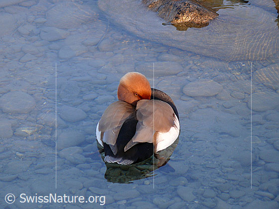 Foto: Schlafende Kolbenente (Netta rufina) in seichtem Gewässer
Lat.: Netta rufina
Ordnung: Anseriformes (Gänsevögel)
Familie: Anatidae (Entenvögel)
Unterfamilie: Anatinae
Gattung: Netta
