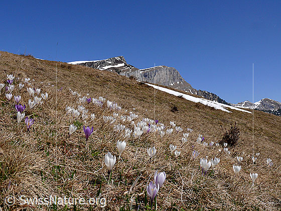 Foto: Berglandschaft mit Frühlings-Krokus
Lat.: Crocus albiflorus
Familie: Iridaceae