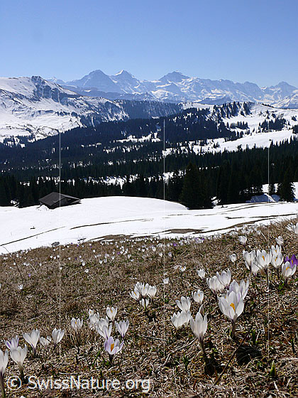 Foto: Berglandschaft mit Eiger, Mönch, Jungfrau und Krokuswiese.
Frühlings-Krokus
Lat.: Crocus albiflorus
Familie: Iridaceae