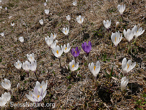Foto: Bergfrühling mit Krokuswiese
Frühlings-Krokus
Lat.: Crocus albiflorus
Familie: Iridaceae