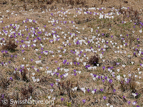 Foto: Alpweide mit Frühlings-Krokussen
Lat.: Crocus albiflorus
Familie: Iridaceae