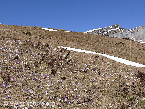 Foto: Krokusse in Berglandschaft.