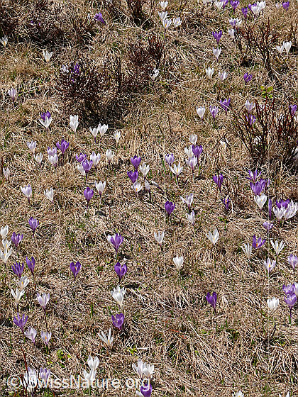 Foto: Frühlings-Krokusse in grosser Anzahl.
Lat.: Crocus albiflorus
Familie: Iridaceae