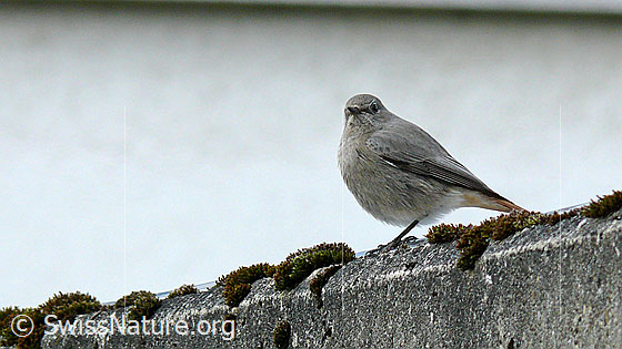 Foto: Gartenrotschwanz (Phoenicurus phoenicurus). Weibchen.
Lat.: Phoenicurus phoenicurus
Ordnung: Passeriformes (Sperlingsvögel)
Unterordnung: Passeri (Singvögel)
Familie: Muscicapidae (Fliegenschnäpper)
Unterfamilie: Saxicolinae (Schmätzer)