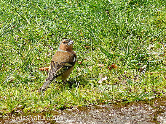 Foto: Buchfink (Fringilla coelebs) auf Nahrungssuche
Lat.: Fringilla coelebs
Ordnung: Passeriformes (Sperlingsvögel)
Unterordnung: Passeri (Singvögel)
Familie: Fringillidae (Finken)
Unterfamilie: Fringillinae
Gattung: Fringilla (Edelfinken)