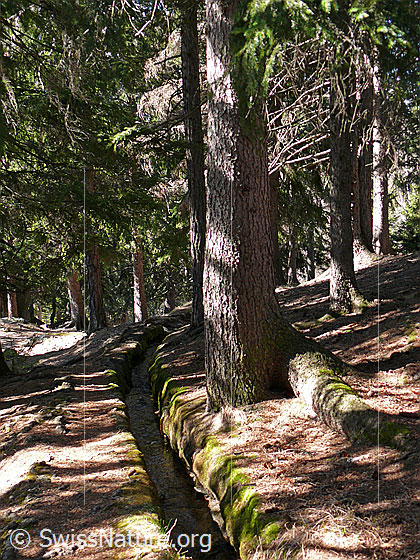 Foto: Suone (Wasserleitung) durch den Wald zur Bewässerung der tiefer gelegenen Felder.