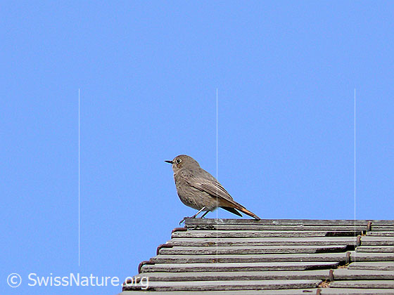 Foto: Gartenrotschwanz (Phoenicurus phoenicurus). Weibchen. Auf Dachfirst sitzend
Lat.: Phoenicurus phoenicurus
Ordnung: Passeriformes (Sperlingsvögel)
Unterordnung: Passeri (Singvögel)
Familie: Muscicapidae (Fliegenschnäpper)
Unterfamilie: Saxicolinae (Schmätzer)