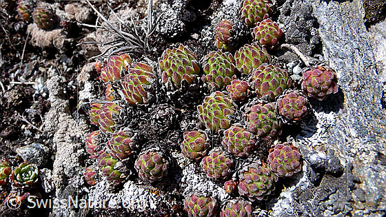 Foto: Blätter des Alpen-Hauswurz 
Lat.: Sempervium tectorum, ssp. alpinum 
Familie: Crassulaceae