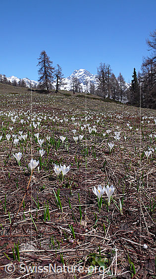 Foto: Bergwiese mit zahlreichen Frühlingskrokussen. Im Hintergrund sind einige Lärchen und das Ofenhorn zu sehen.
Lat.: Crocus albiflorus
Familie: Iridaceae