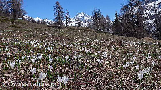 Foto: Bergwiese mit zahlreichen, weissen Frühlingskrokussen. Im Hintergrund sind einige Lärchen und das Ofenhorn zu sehen.
Lat.: Crocus albiflorus
Familie: Iridaceae