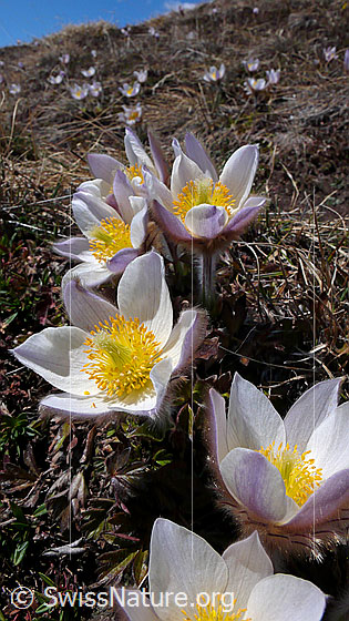Foto: Zahlreiche Pelzanemonen, Frühlingsanemonen an Berghang.
Lat.: Pulsatilla vernalis 
Familie: Ranunculaceae