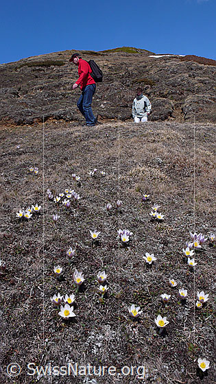 Foto: Wandern im Bergfrühling: Bergwiese mit Pelzanemonen (Frühlingsanemonen) und Wanderer unterwegs.