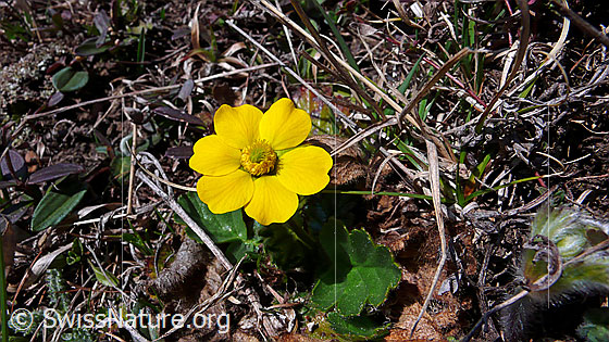 Foto: Gemeine Berg-Nelkenwurz 
Lat.: Geum montanum 
Familie: Rosaceae