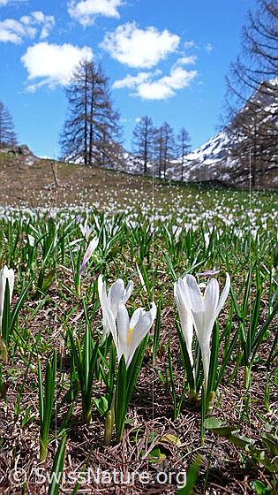 Foto: Alpwiese mit unzähligen Korkussen. Darüber blauer Himmel mit kleinen weissen Wolken.
Frühlings-Krokus 
Lat.: Crocus albiflorus 
Familie: Iridaceae