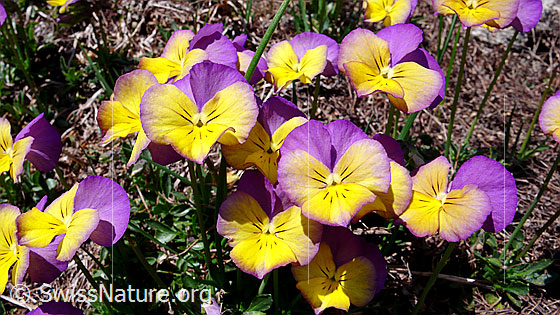 Foto: Langspornige Stiefmütterchen, mehrfarbig
Lat.: Viola calcarate
Familie: Violacea