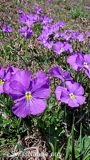 Foto: Langspornige Stiefmütterchen
Lat.: Viola calcarate
Familie: Violacea