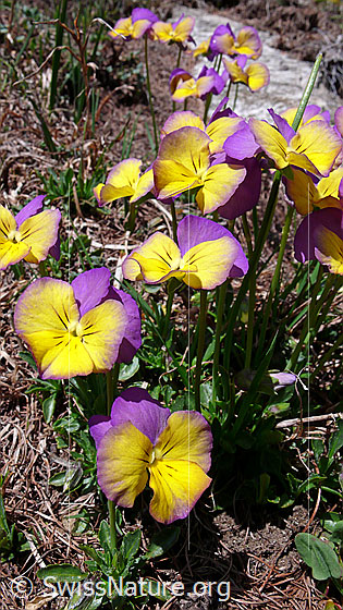 Foto: Langspornige Stiefmütterchen, mehrfarbig
Lat.: Viola calcarate
Familie: Violacea