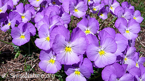 Foto: Grosse Anzahl langspornige Stiefmütterchen
Lat.: Viola calcarate
Familie: Violacea
