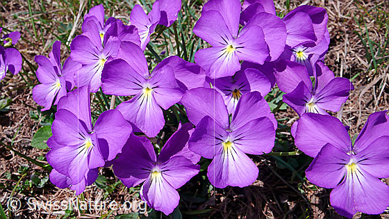 Foto: Langspornige Stiefmütterchen
Lat.: Viola calcarate
Familie: Violacea