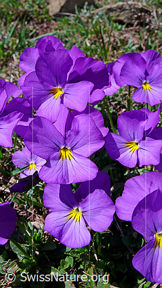 Foto: Langspornige Stiefmütterchen
Lat.: Viola calcarate
Familie: Violacea