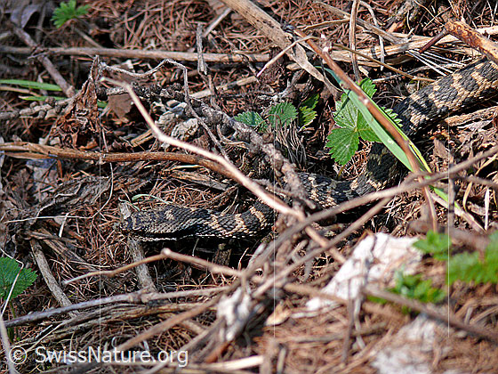Foto: Aspisviper (Vipera aspis) gut getarnt unter dürren Zweigen des Waldbodens. 
Lat.: Vipera aspis
Familie: Viperidae (Vipern)
Unterfamilie: Viperinae (Echte Vipern)
Gattung: Vipera (Echte Ottern)