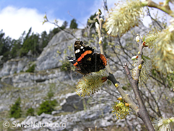 Foto: Admiral an Weide in den Voralpen. Flügel halb geöffnet.
Lat.: Vanessa atalanta
Familie: Nymphalidae (Edelfalter)
Unterfamilie: Nymphalinae (Fleckenfalter)