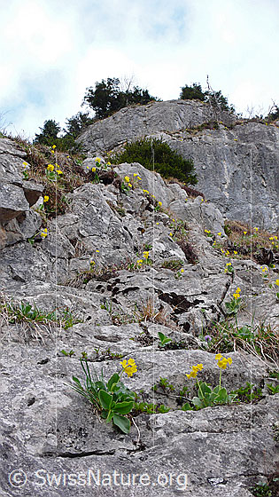 Foto: Felsstufe mit vielen Flühblümchen
Lat.: Primula auricula
Fam: Primulaceae