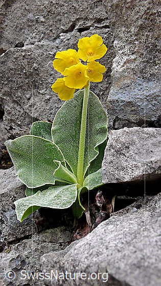 Foto: Flühblume im Fels.
Flühblümchen
Lat.: Primula auricula
Fam: Primulaceae