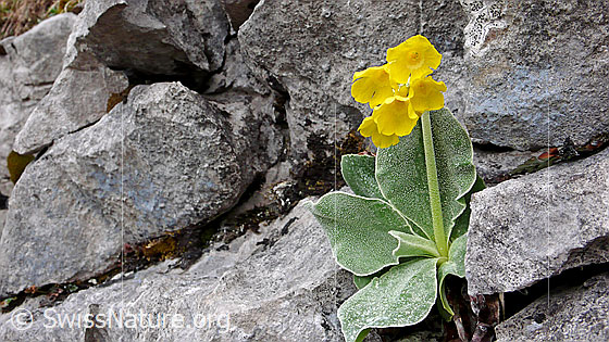 Foto: Flühblume in Spalte zwischen Kalkfelsen.
Flühblümchen
Lat.: Primula auricula
Fam: Primulaceae