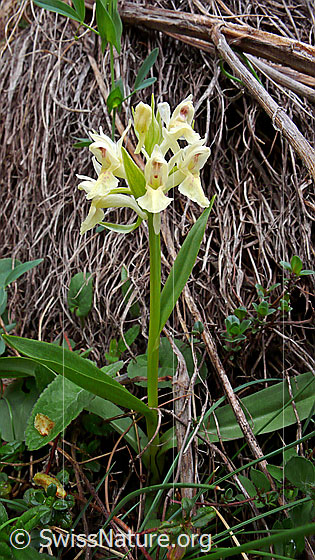 Foto: Gelbes Holunder-Knabenkraut 
Lat.: Dactylorhiza sambucina
Familie: Orchidaceae