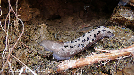 Foto: Grosse, helle Schnecke mit schwarzen Flecken in Erdhöhle.
Name: Sarner Schnegel (Limax sarnensis). 
Lat.: Limax sarnensis
Familie: Limacidae (Schnegel)
Dank an Ulrich Schneppat für die Bestimmung.