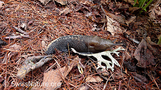 Foto: Sarner Schnegel (Limax sarnensis), welcher von Flechte (Pseudevernia furfuracea) frisst.
Lat.: Limax sarnensis
Familie: Limacidae (Schnegel)
Dank an Ulrich Schneppat für die Bestimmung.
