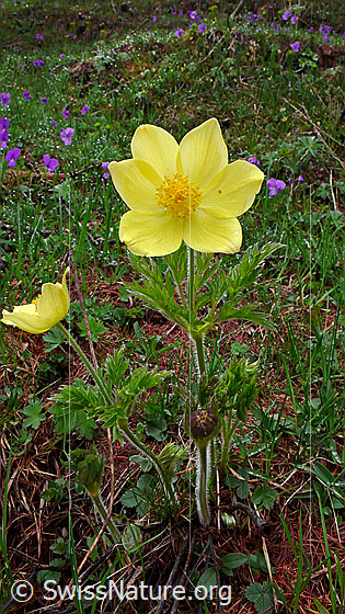 Foto: Schwefel-Anemonen 
Lat.: Pulsatilla alpina ssp. apiifolia 
Familie: Ranunculaceae