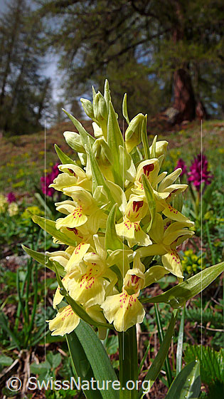 Foto: Gelbes Holunder-Knabenkraut (Dactylorhiza sambucina). Blütenstand.
Umgebung: Magerweide. Höhe: ca. 1800m ü.M.
Lat.: Dactylorhiza sambucina
Familie: Orchidaceae (Orchideen)
Gattung: Dactylorhiza (Knabenkräuter)