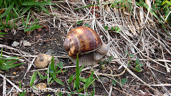 Foto: Weinbergschnecke (Helix pomatia)
Lat.: Helix pomatia
Familie: Helicidae (Schnirkelschnecken)