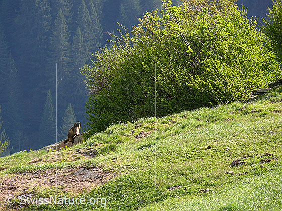 Foto: Murmeltier auf einem Felsen neben Gebüsch am Rande eines Abhanges. Sonnenlicht fällt auf sein Fell.
Lat.: Marmota marmota