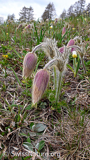 Foto: Bergwiese mit verblühten Pelzanemonen (Frühlingsanemonen).
Lat.: Pulsatilla vernalis
Familie: Ranunculaceae