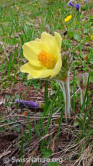 Foto: Schwefel-Anemone
Lat.: Pulsatilla alpina ssp. apiifolia 
Familie: Ranunculaceae