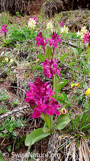 Foto: Blumenwiese mit Holunder-Knabenkraut (rote und gelbe Exemplare).
Lat.: Dactylorhiza sambucina
Familie: Orchidaceae