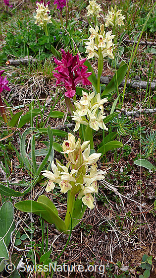 Foto: Dicht stehende rote und gelbe Holunder-Knabenkraut.
Lat.: Dactylorhiza sambucina
Familie: Orchidaceae