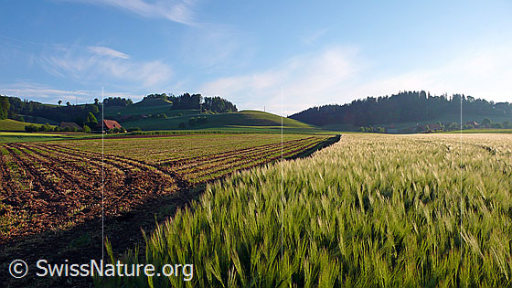 Foto: Blick über ein Getreidefeld (Gerste) und flaches Kulturland zu einem Bauernhof.